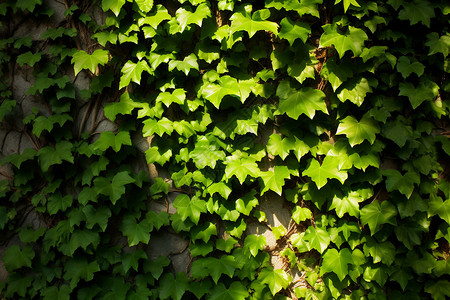 绿色藤蔓背景墙高清图片