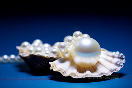 贝壳上闪耀的珍珠图片