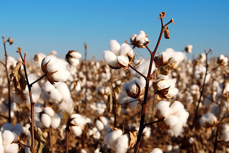 种植的农业棉花背景图片