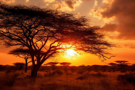 非洲荒原上的日落图片