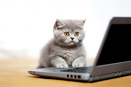 电脑上的小猫图片