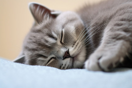 睡觉的可爱小猫图片