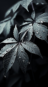 黑白植物叶子图图片