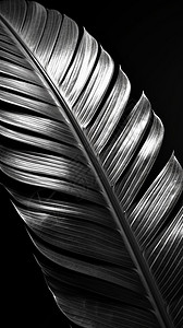黑白棕榈叶背景图片