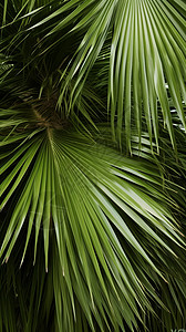 翠绿的棕榈叶背景图片