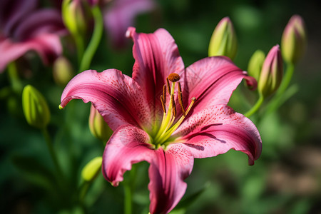 粉红色百合花粉色的百合花背景