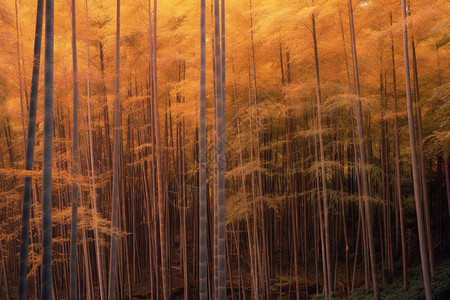 秋天的森林背景图片