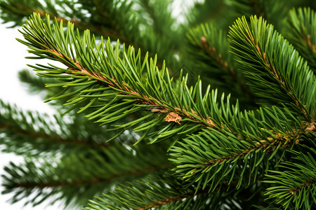 布什圣诞节的松树背景