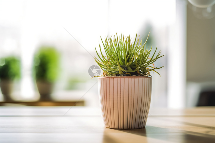 室内的植物图片