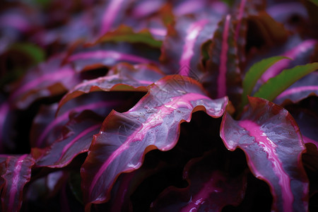 美丽的紫色植物图片
