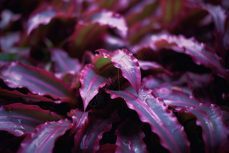户外紫色植物图片