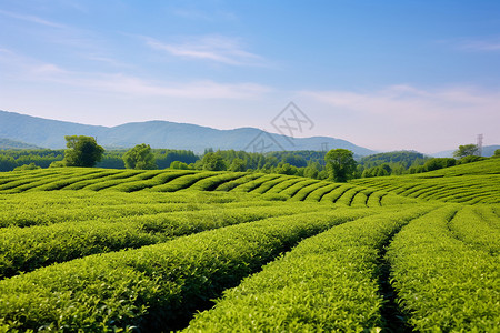 的绿茶背景图片