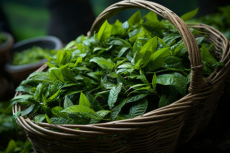 一篮子翠绿的茶叶图片