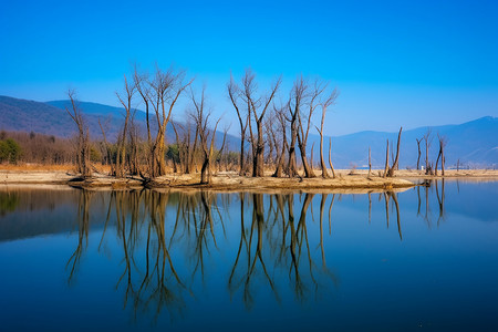 蓝色大树素材湖边枯萎的大树背景