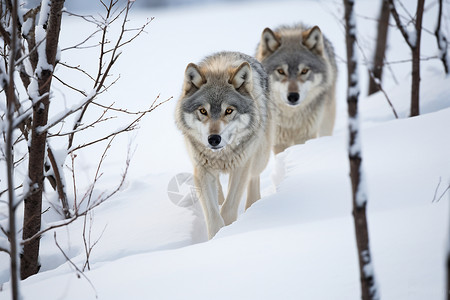 冬天森林中的野生狼群图片
