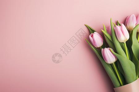粉红色母亲节春天的植物郁金香背景