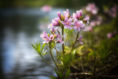 杜鹃花粉红色粉红色的杜鹃花背景