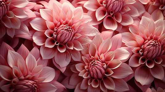 粉红色心形花瓣拥簇的粉色花朵插画