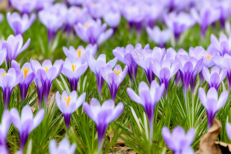 春季美丽的紫罗兰图片