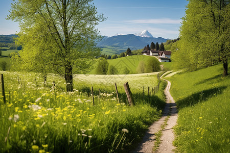 瑞士森林户外山顶的小路背景