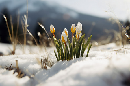 美丽的雪花莲高清图片