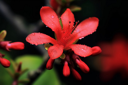 美丽的红花背景图片