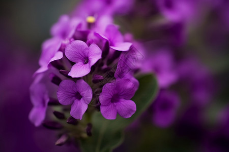 美丽的紫色丁香花图片