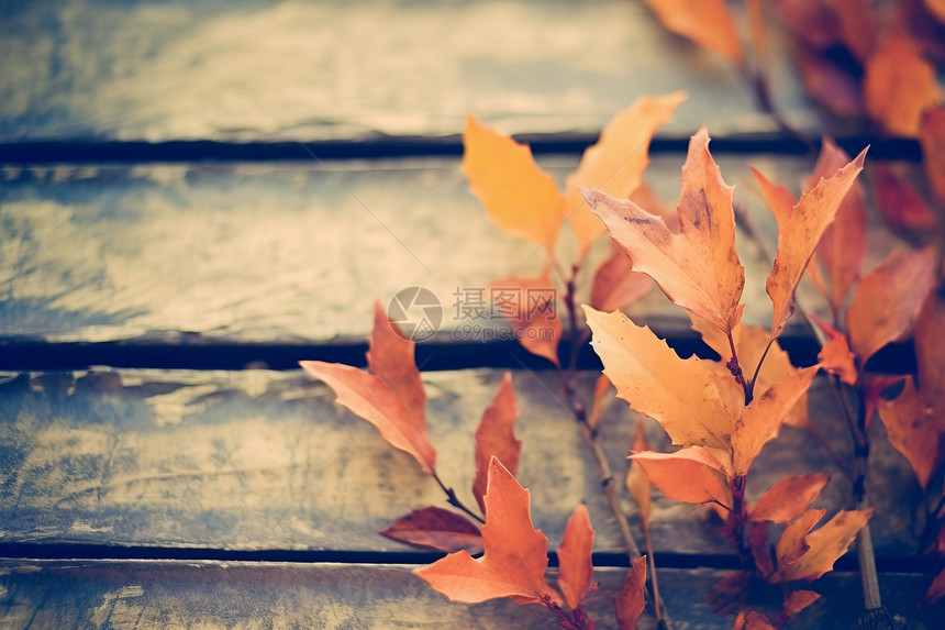秋季的落叶图片