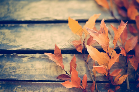 秋季的落叶背景图片