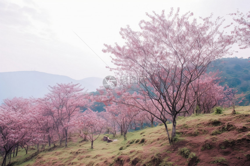 美丽的樱花树风景图片