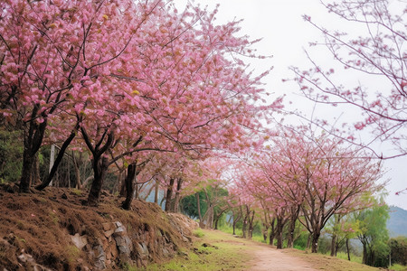 山上美丽的樱花树图片