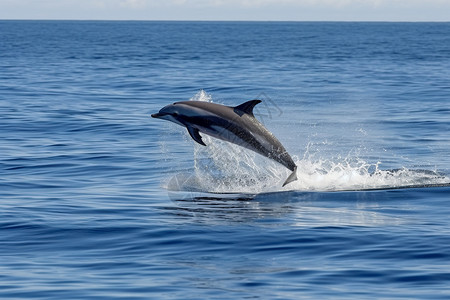 海洋游泳的海豚图片