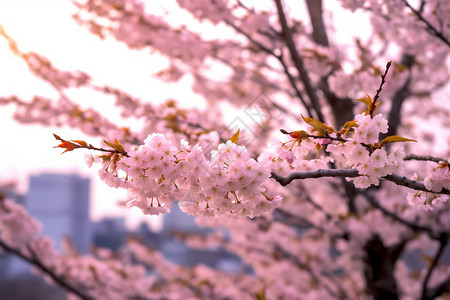 户外盛开的樱花图片