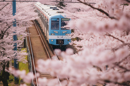 春天的列车盛开和樱花和列车背景