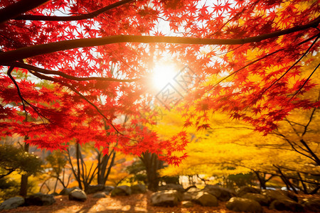 大自然美丽的秋季图片