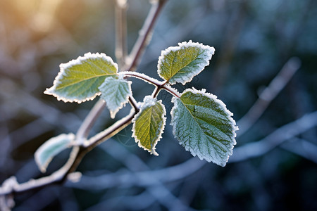 冬季户外叶子的霜冻图片