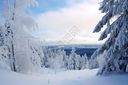 冬季雪地的风景图片