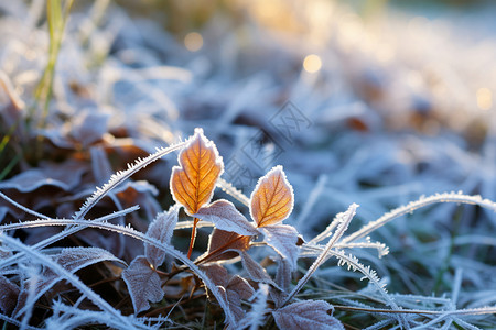 地面的树叶冰冻的季节高清图片