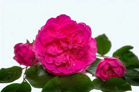 美丽的玫瑰大马士革高清图片