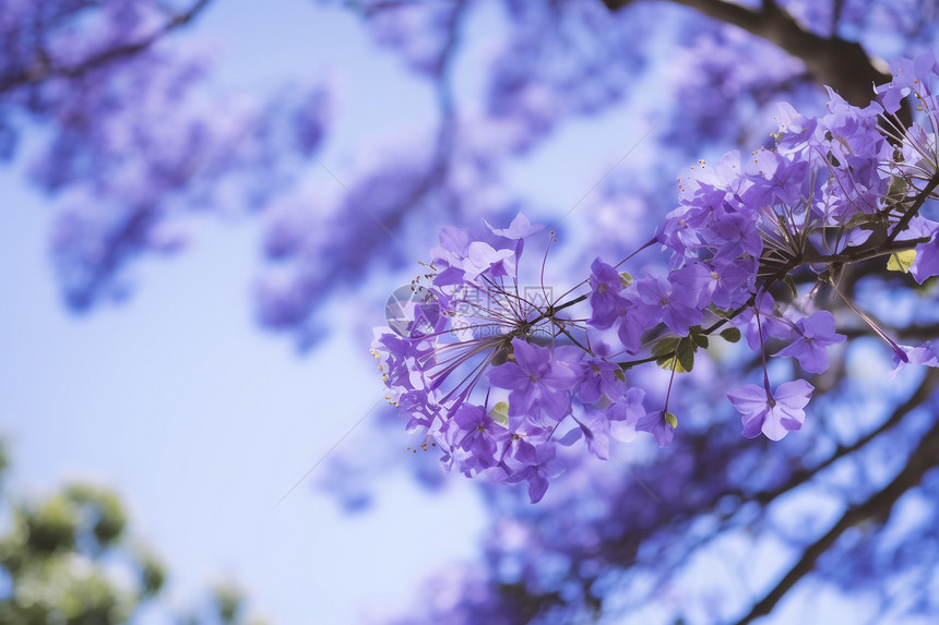美丽的紫色昆士兰图片
