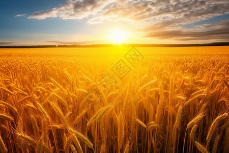 金黄色麦子金黄色的麦田背景