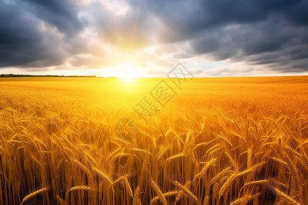 成长高清素材乡村的小麦田背景
