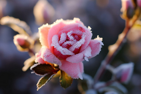 节气鲜花素材花朵上的霜雪背景
