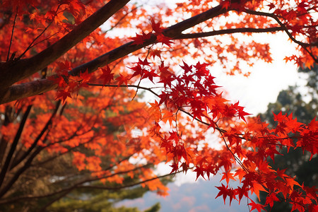 香山红叶红枫叶萧瑟风景背景
