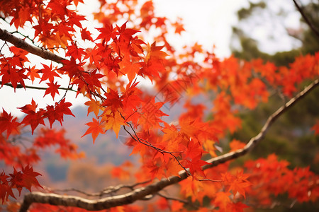 香山枫叶秋天的红枫叶背景