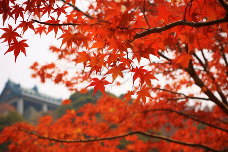 香山的枫叶背景图片