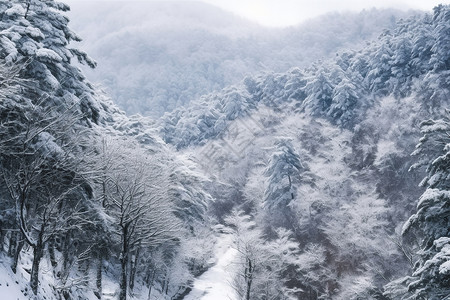 森林的冬天图片