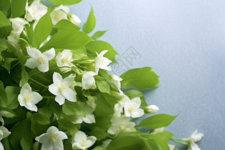 鲜花上的白色花朵背景图片