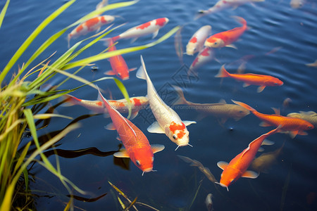 池塘中美丽的金鱼图片