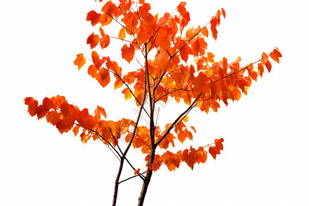 秋天的红树叶背景图片